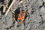 Feuerwanze, Pyrrhocoris apterus