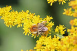 Ackerhummel, Arbeiterin, Bombus pascuorum