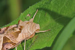 Achateule, Phlogophora meticulosa