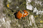 Zehnpunkt-Marienkäfer, Adalia decempunctata