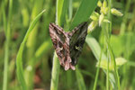 Gammaeule, Autographa gamma
