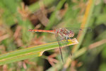 Große Heidelibelle, männl., Sympetrum striolatum