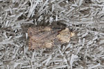 Schmalflügelige Erdeule, Agrotis puta