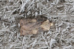 Schmalflügelige Erdeule, Agrotis puta