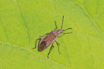 Lederwanze, Ceraleptus lividus