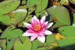 Seerose, Nymphaea sp.