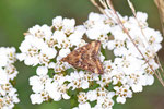 Olivbrauner Zünsler, Pyrausta despicata