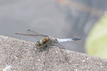 Großer Blaupfeil, männl., Orthetrum cancellatum