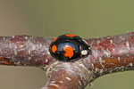 Asiatischer Marienkäfer, Harmonia axyridis
