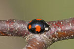Asiatischer Marienkäfer, Harmonia axyridis