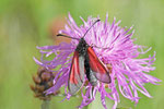 Widderchen, Zygaena purpuralis/minos