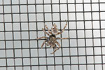 Behaarter Höckling, Attulus pubescens