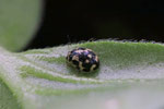 Vierzehnpunktiger Marienkäfer, Propylea quatuordecimpunctata