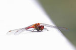 Blutrote Heidelibelle, männl., Sympetrum sanguineum