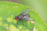 Graue Fleischfliege, Sarcophaga sp.