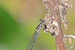 Hufeisen-Azurjungfer, Coenagrion puella