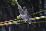Große Königslibelle, weibl., Anax imperator