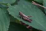 Grashüpfer, Chorthippus biguttulus-Gruppe