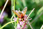 Hornissenschwebfliege, Volucella zonaria