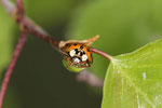 Asiatischer Marienkäfer, Harmonia axyridis