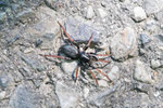 Gewöhnliche Stiefelspinne, Trachyzelotes pedestris