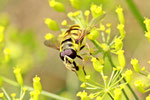 Totenkopf - Schwebfliege, Myathropa florea