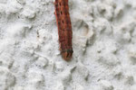 Raupe der Hausmutter, Noctua pronuba