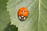 Asiatischer Marienkäfer, Harmonia axyridis, Farbform succinea