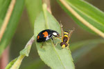 Asiatischer Marienkäfer, Harmonia axyridis, Farbform conspicua