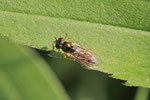 Schwarzkopfschwebfliege, Melanostoma sp.