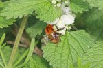 Ackerhummel, Bombus pascuorum