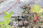 Blauflügelige Ödlandschrecke, Oedipoda caerulescens