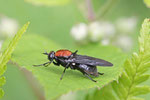 Waffenfliege, weibl., Clitellaria ephippium