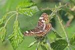Landkärtchen, Araschnia levana