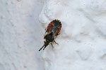Gescheckte Rindenwanze, Aradus depressus