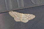 Grauer Zwergspanner, Idaea seriata