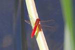 Feuerlibelle, männl., Crocothemis erythraea