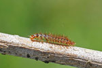 Schneckenhauskäfer, Larve, Drilus concolor