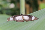 Schein-Schwalbenschwanz, weibl., Papilio dardanus