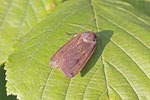 Hausmutter, Noctua pronuba