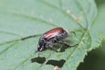 Gartenlaubkäfer, Phyllopertha horticola