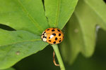 Asiatischer Marienkäfer, Harmonia axyridis, Farbform succinea