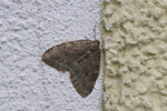 Herbstspanner, Epirrita sp.