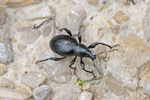 Braunfüßiger Dickmaulrüssler, Otiorhynchus tenebricosus