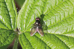 Echte Fliege, Hydrotaea sp./Hebecnema sp.