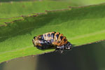 Marienkäfer, Puppe, Coccinellidae sp.