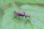 Behaarter Berg-Glanzrüssler, Polydrusus pilosus