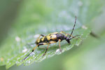 Gefleckter Schmalbock, Rutpela maculata