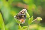 Hornkraut-Tageulchen, Panemeria tenebrata