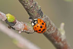 Asiatischer Marienkäfer, Harmonia axyridis